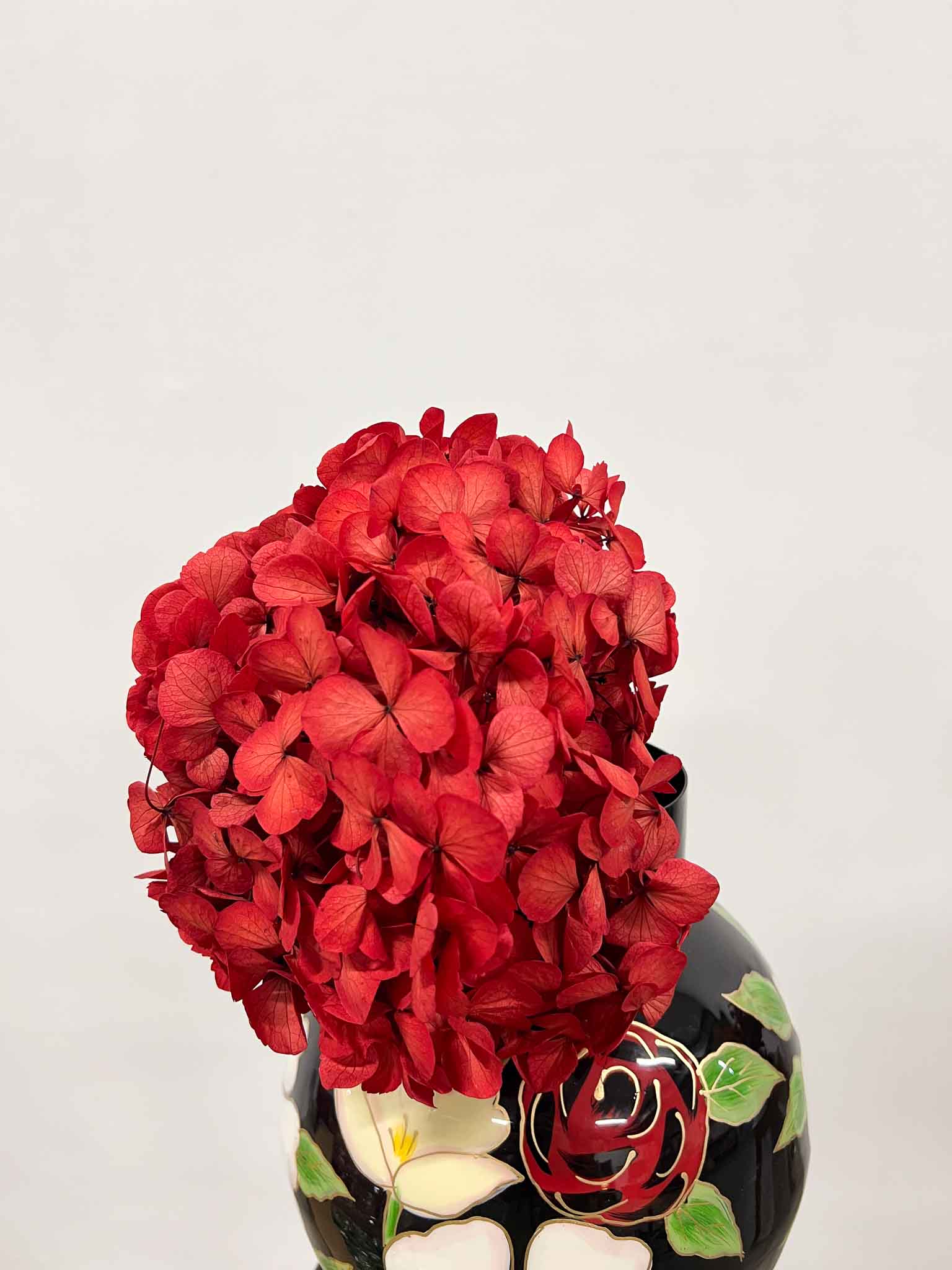 AGOSTINA » Red preserved Hydrangea