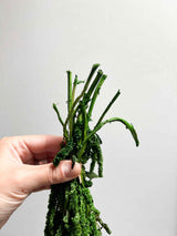 ODOACRE » Preserved dark green drooping Amaranthus