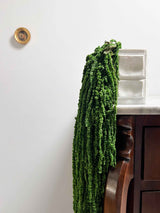 ODOACRE » Preserved dark green drooping Amaranthus