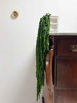 ODOACRE » Preserved dark green drooping Amaranthus