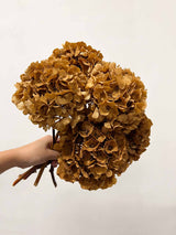 AMBRA » 5 ortensie stabilizzate marrone chiaro