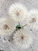 CLORINDA » Set da 4 steli del Frutto del fiore del Tragopogon o "soffione"