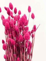 BRUNELLA » Phalaris bouquet magenta