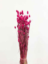 BRUNELLA » Phalaris bouquet magenta