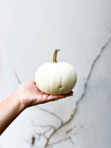 BABY BOO » 1 medium decorative white pumpkin