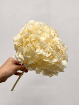CARMEN » Premium preserved cream Hydrangea