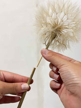 CLORINDA » Set da 4 steli del Frutto del fiore del Tragopogon o "soffione"