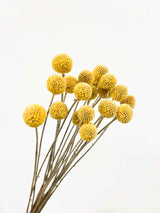 GIORGIO » Natural Craspedia 20 stems bouquet