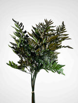 NAUSICA » Felce Cuoio stabilizzata verde