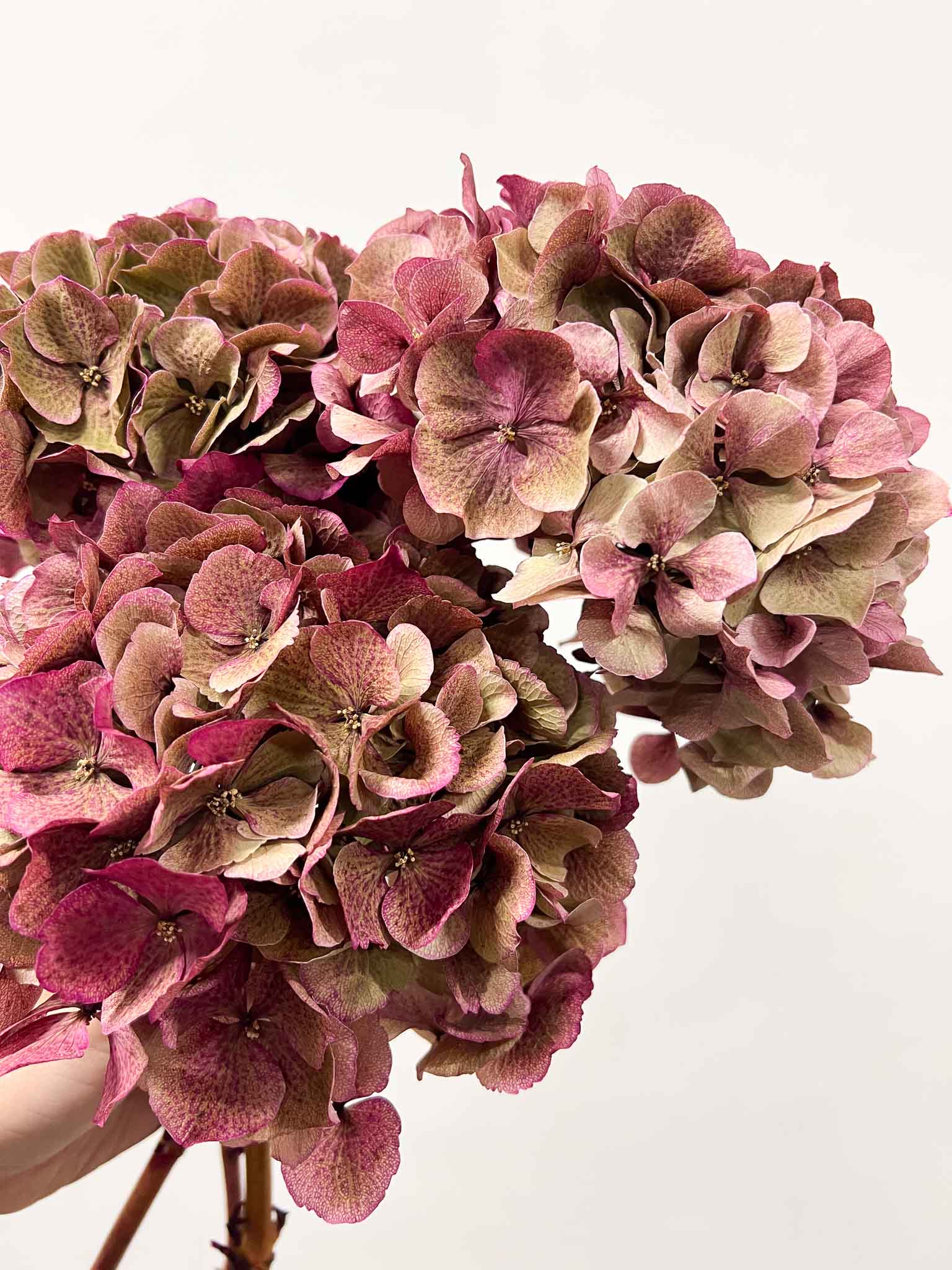 LEONARDA » 3 Ortensie essiccate dalle tonalità sfumate del verde e rosa scuro