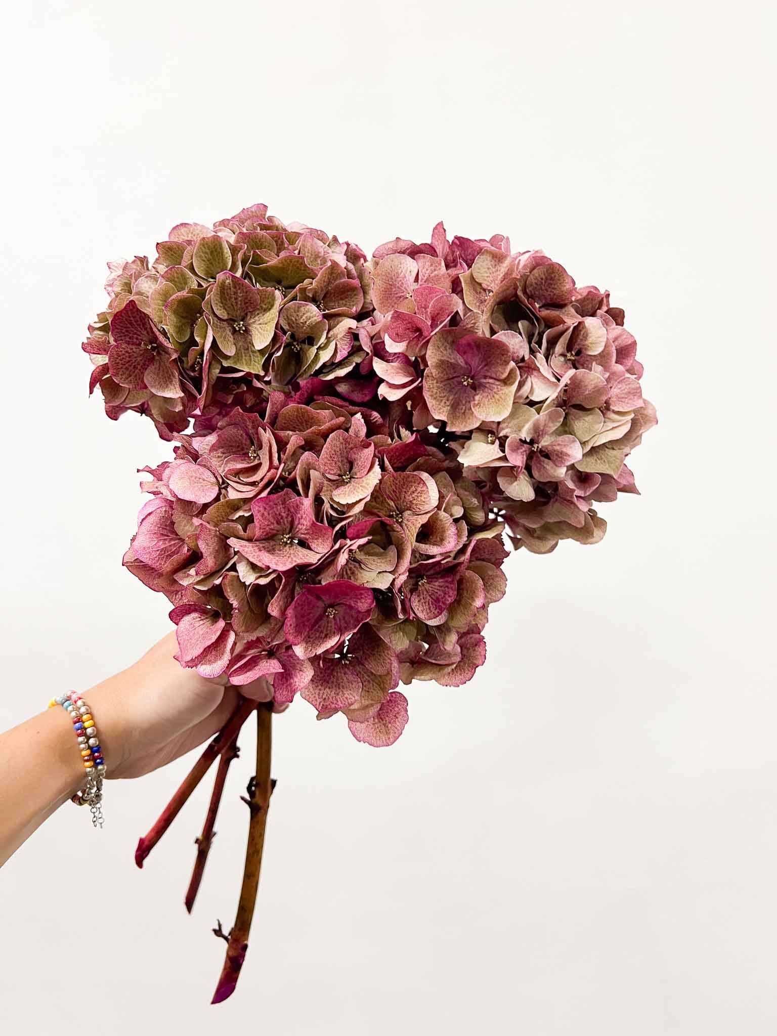 LEONARDA » 3 Ortensie essiccate dalle tonalità sfumate del verde e rosa scuro