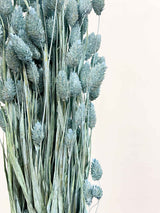 OSVALDO » Mazzo di Phalaris celeste