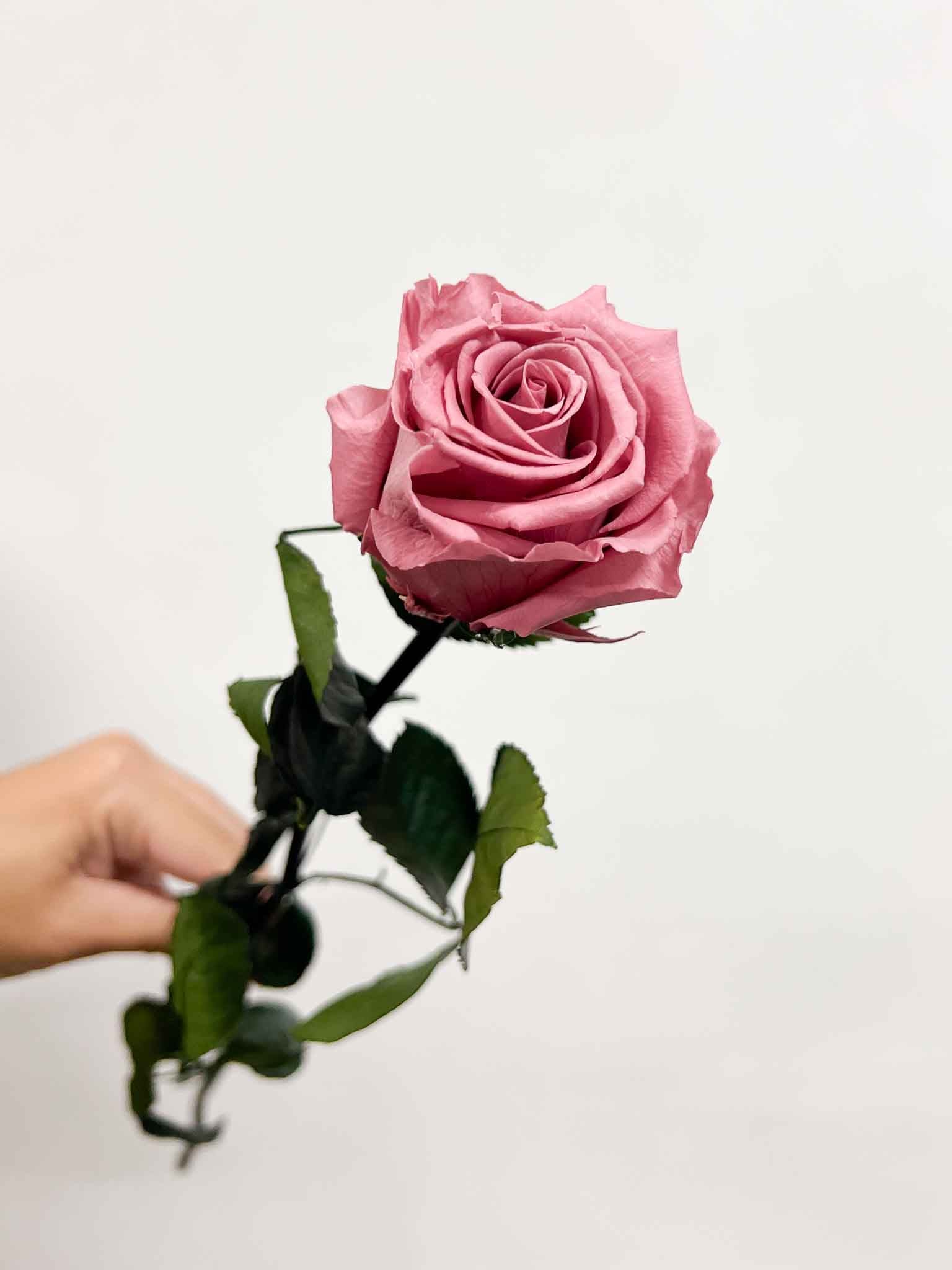 ROSA » Antique pink Rose stem - 50 cm