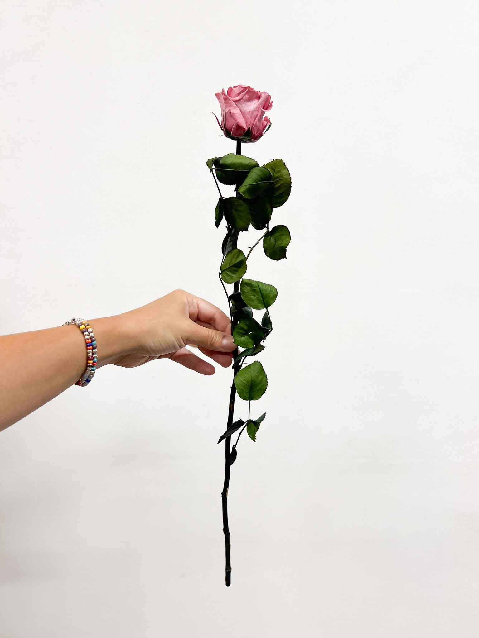 ROSA » Antique pink Rose stem - 50 cm