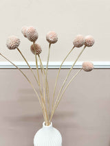 VICKY » Powder pink Craspedia