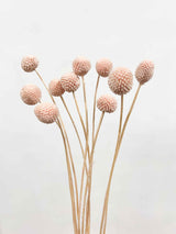 VICKY » Powder pink Craspedia