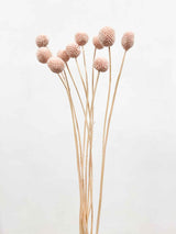 VICKY » Powder pink Craspedia