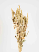 ALBANO » Mazzo di Amaranthus essiccato naturale verde - Bloomoon