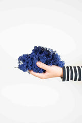 ALEX » Muschio nordico stabilizzato blu scuro 500gr - Bloomoon