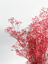 ALMA » Mazzo di Gypsophila stabilizzata rosa scuro - Bloomoon