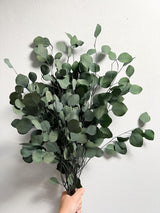 ANTONELLA » Mazzo di Eucalipto Populus stabilizzato verde - Bloomoon