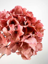 ARMANDA » Ortensia stabilizzata extra rosa antico - Bloomoon