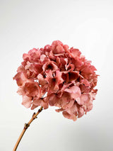 ARMANDA » Ortensia stabilizzata extra rosa antico - Bloomoon