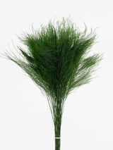 BERENICE » Mazzo di Tree Fern stabilizzato verde - Bloomoon