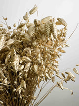 BRIGIDA » Mazzo di Briza Maxima essiccata oro - Bloomoon