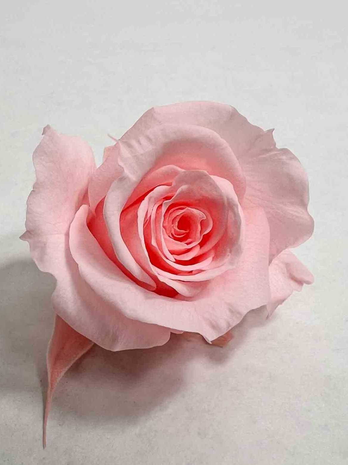 CANDIDA » Box da 12 mini fiori di Rosa rosa chiaro diametro 3cm - Bloomoon