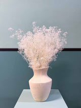 CHIARA » Mazzo di Gypsophila stabilizzata mini bianca - Bloomoon