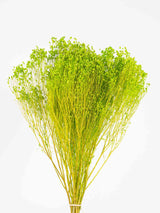 CORRADO » Mazzo di Broom Bloom verde mela - Bloomoon