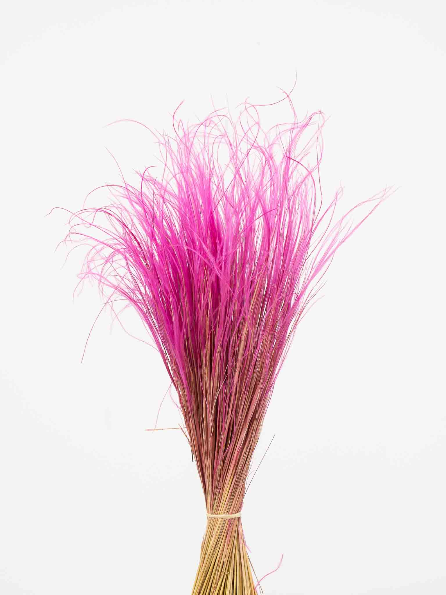 EDNA » Mazzo di Stipa Pennata fucsia - Bloomoon