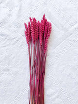EGLE » Mazzo per bouquet di fiori secchi fucsia - Bloomoon