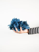 ERNESTO » Muschio nordico stabilizzato azzurro 200gr - Bloomoon