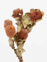 FABRIZIO » Mazzo di Coccinea naturale - Bloomoon