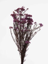 FEDERICA » Fiore del riso stabilizzato viola - Bloomoon