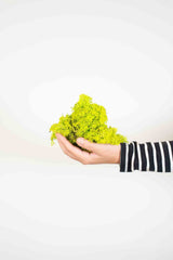 FELICIA » Muschio nordico stabilizzato lime 500gr - Bloomoon