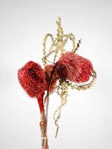 FIAMMETTA » Mazzo di Protee rosse essiccate - Bloomoon