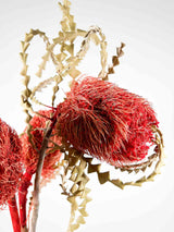 FIAMMETTA » Mazzo di Protee rosse essiccate - Bloomoon