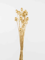 FILOMENA » Mazzo di porta semi del Papavero oro - Bloomoon