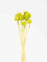 FRANCESCO » Mazzo di Craspedia verde mela 10 steli - Bloomoon