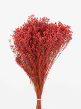GAIA » Mazzo di Broom Bloom rosa antico - Bloomoon