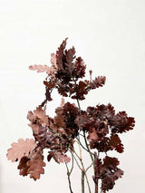 GAIO » Quercia rossa stabilizzata - Bloomoon