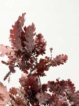 GAIO » Quercia rossa stabilizzata - Bloomoon