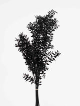 GASPARE » Ruscus stabilizzato nero - Bloomoon