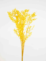 GERARDO » Ruscus stabilizzato giallo - Bloomoon