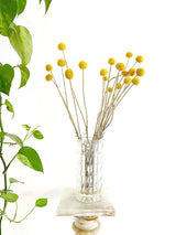 GIORGIO » Mazzo di Craspedia naturale 20 steli - Bloomoon