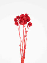 IGNAZIO » Mazzo di Ammi Majus rosso - Bloomoon