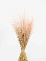 IRMA » Mazzo di Stipa Pennata rosa - Bloomoon